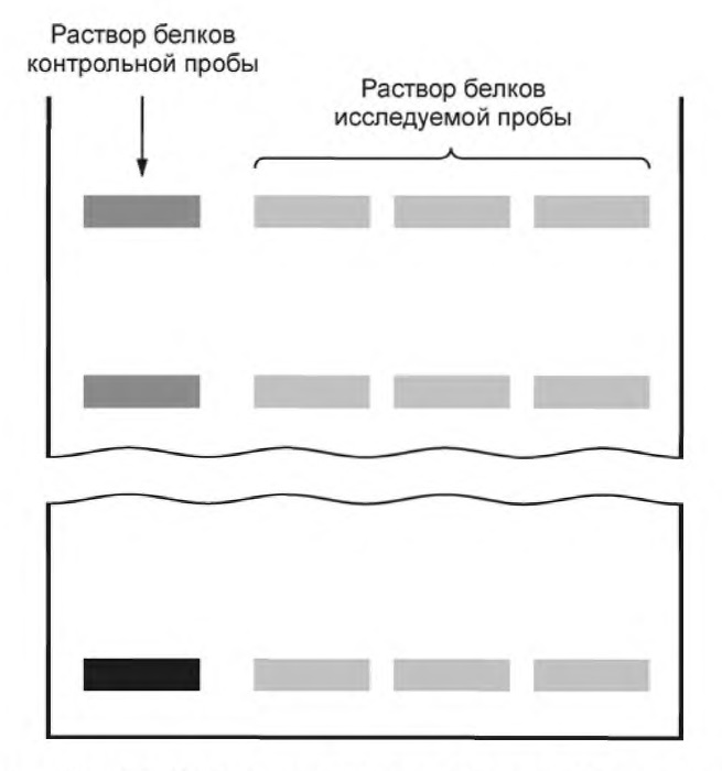Набор оборудования для определения фальсификации белкового состава молока с помощью вертикального электрофореза в полиакриламидном геле (ПААГ) — изображение 5