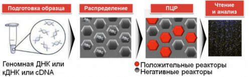 Система цифровой ПЦР на чипе QuantStudio 3D с амплификатором ProFlex, комплектом реагентов, два года гарантии